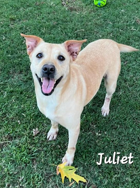 Juliet, a Adoptable Shepherd in Manchester, CT image 2/3