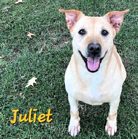 Juliet, Adoptable, Adult Female Shepherd.