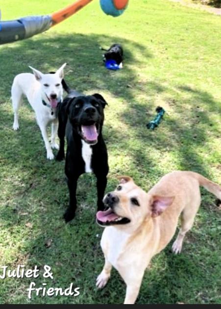 Juliet, a Adoptable Shepherd in Manchester, CT image 3/3