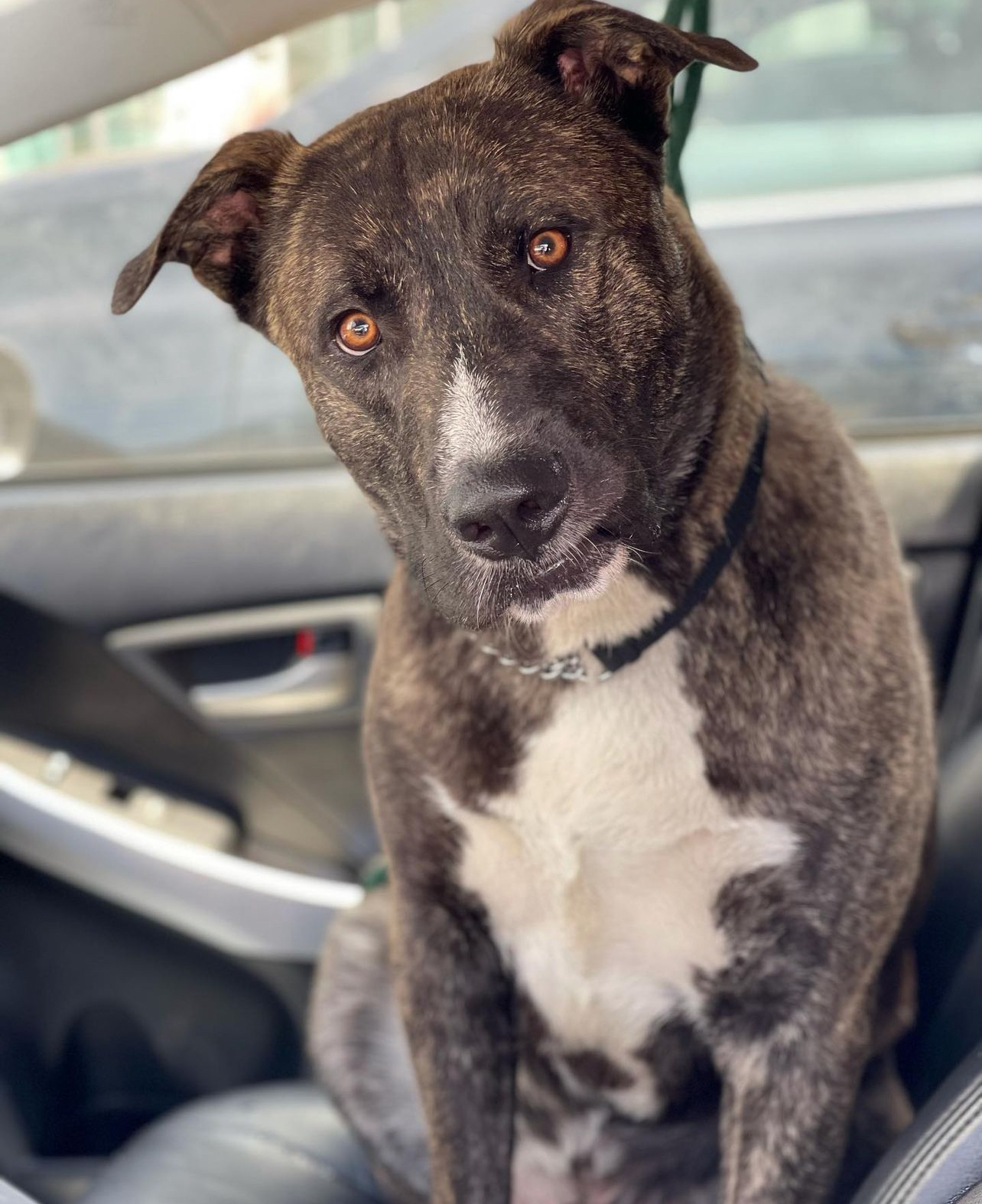 Indigo Montoya, Adoptable, Adult Male Shepherd.