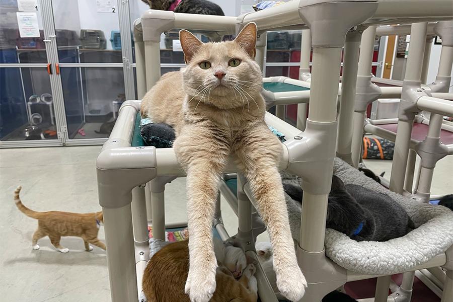 Shanna, Adoptable, Adult Female Domestic Short Hair & Tabby.