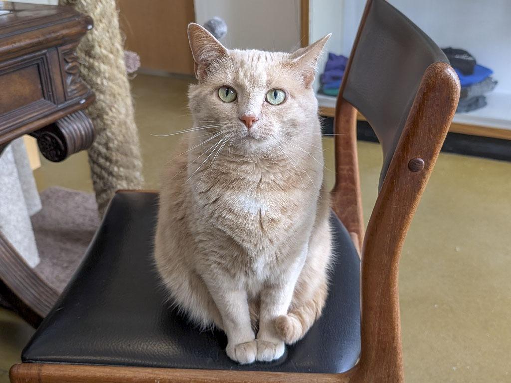 Enlarge Shanna, a Adoptable mixed breed in Powell, OH image 3/6