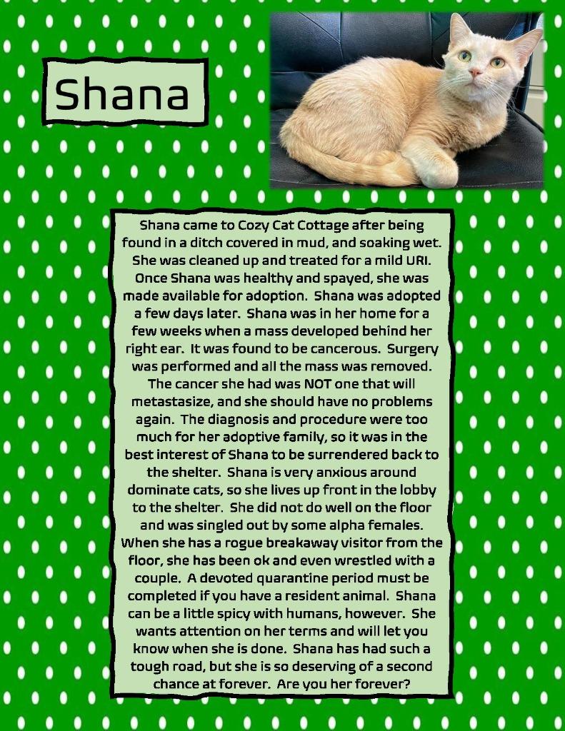 Shanna, a Adoptable mixed breed in Powell, OH image 5/6