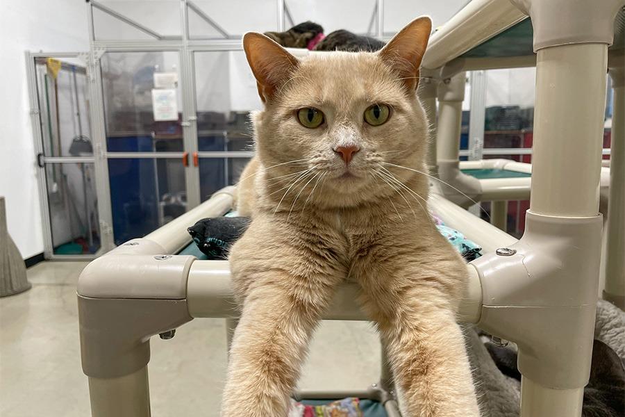 Enlarge Shanna, a Adoptable mixed breed in Powell, OH image 6/6