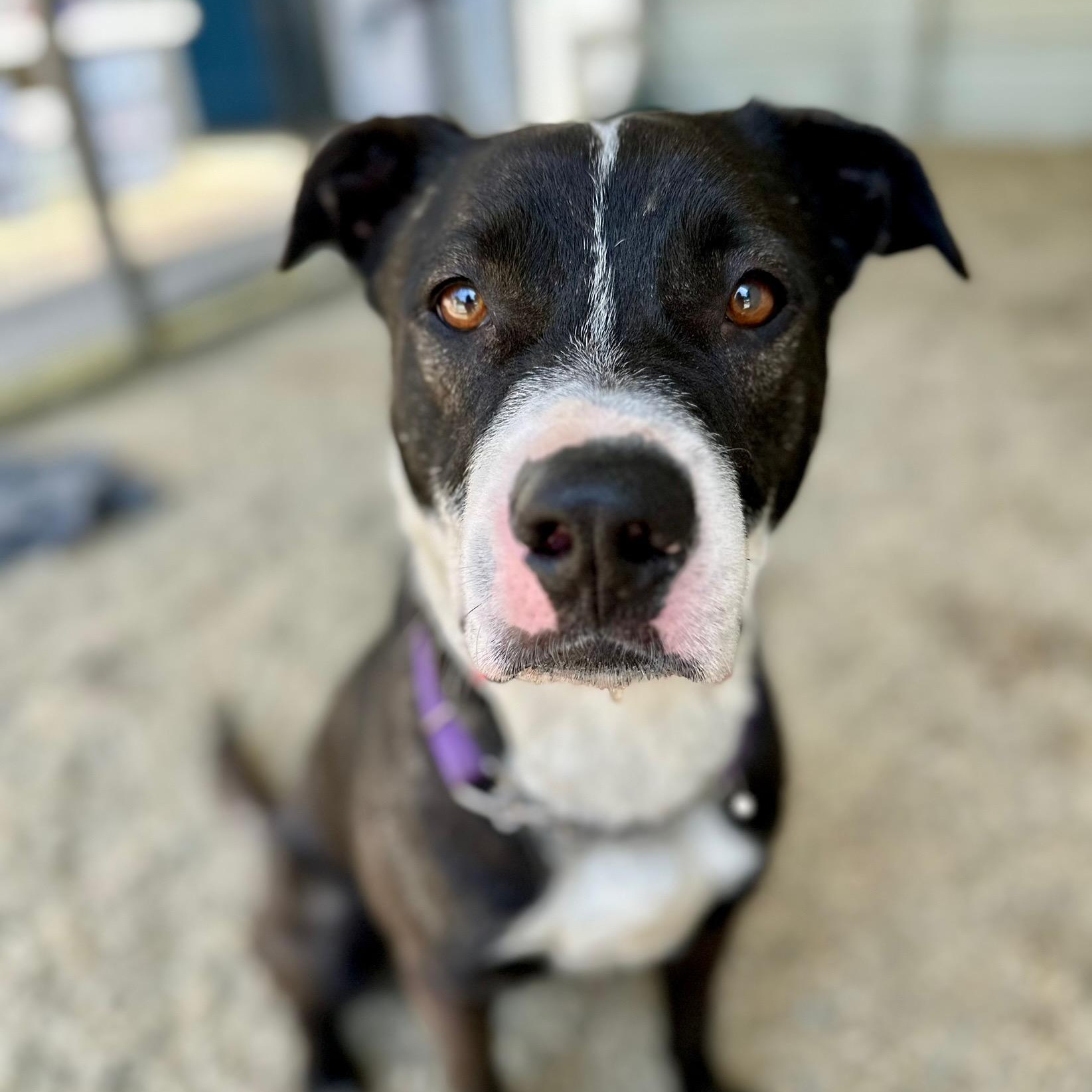 Edmund, Adult Male Pit Bull Terrier