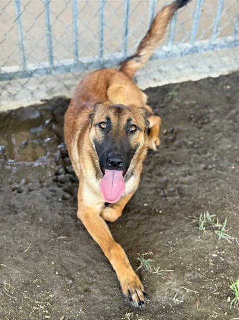LISA, Adoptable, Young Female Belgian Shepherd / Malinois & Mixed Breed.