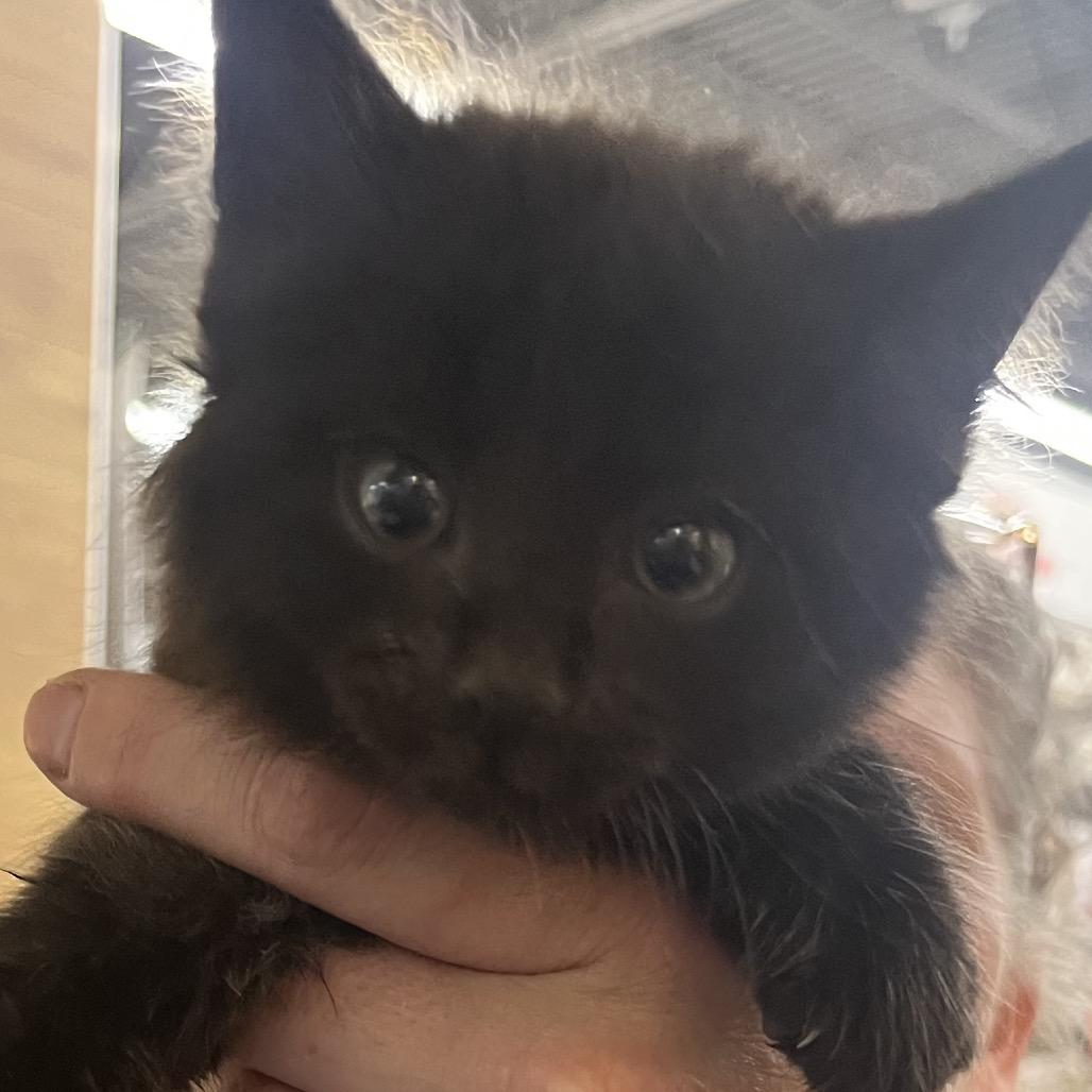 Sal, Adoptable, Kitten Male Domestic Short Hair.