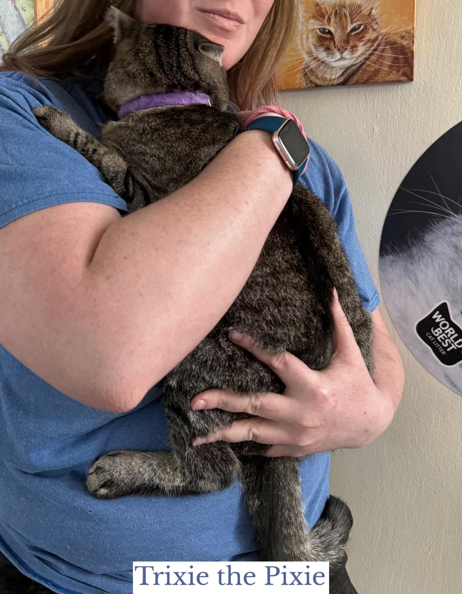 Enlarge Trixie the Pixie, an adopted Domestic Short Hair in Berkeley Springs, WV image 5/5