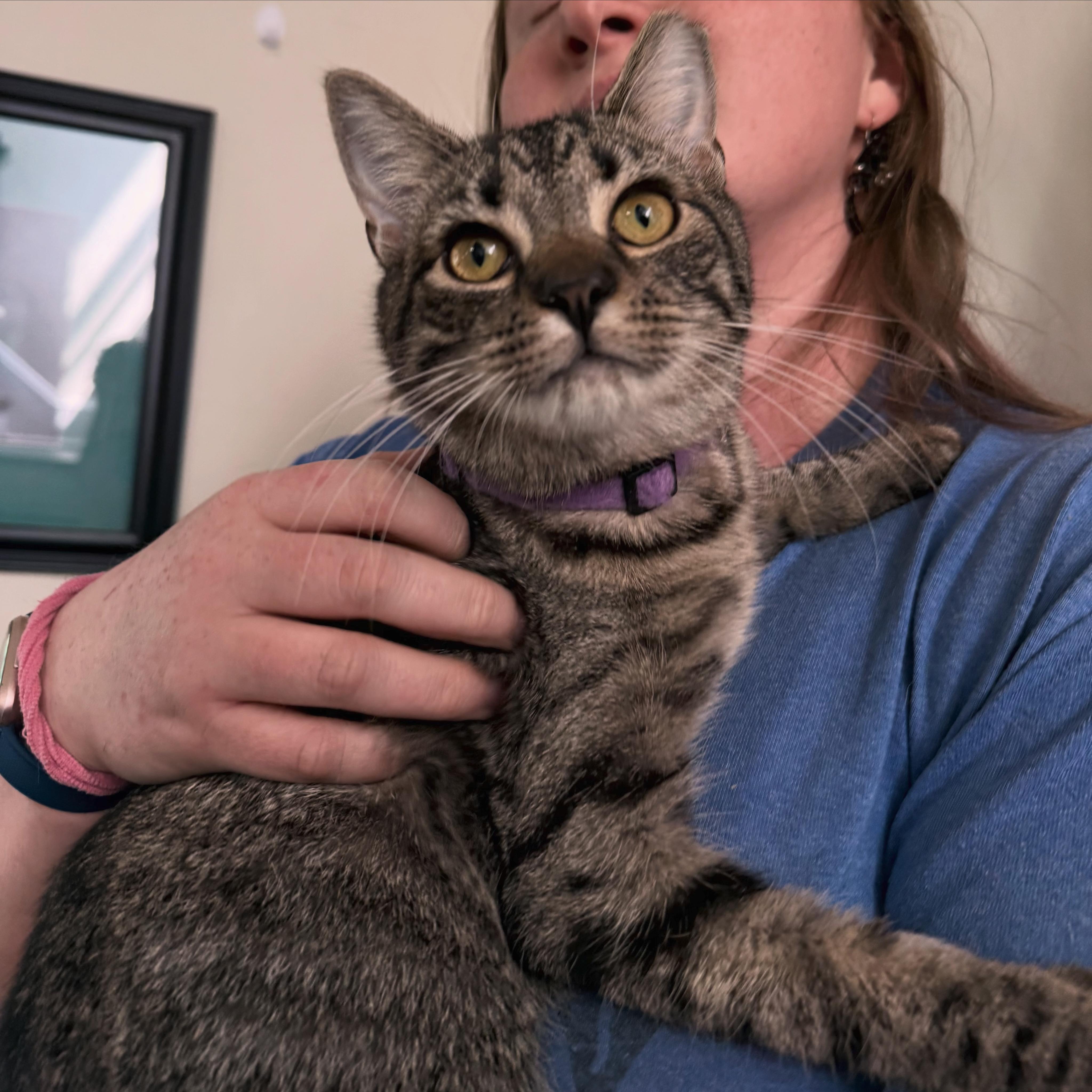 Enlarge Trixie the Pixie, an adopted Domestic Short Hair in Berkeley Springs, WV image 1/5