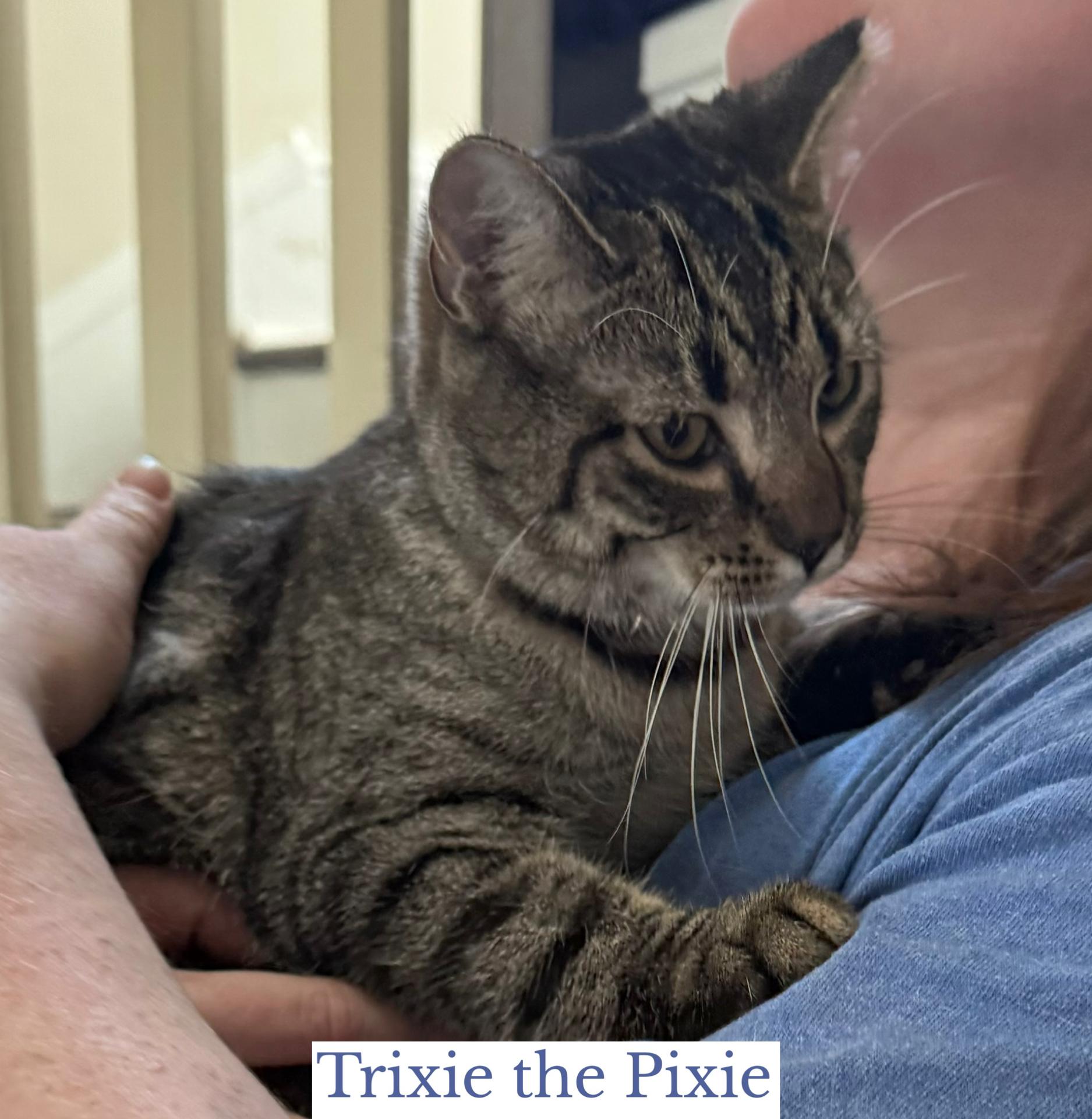 Enlarge Trixie the Pixie, an adopted Domestic Short Hair in Berkeley Springs, WV image 3/5