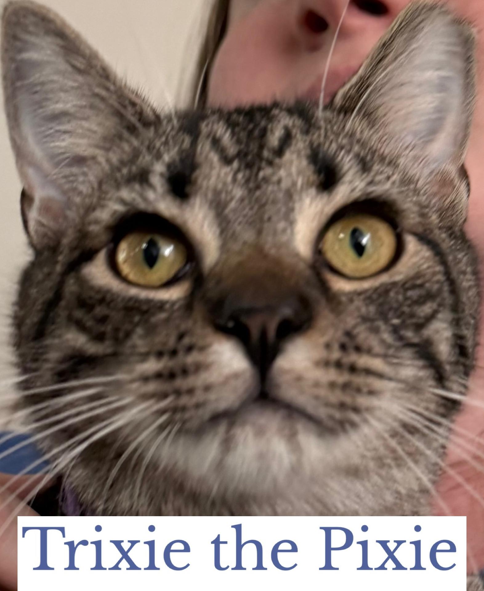 Enlarge Trixie the Pixie, an adopted Domestic Short Hair in Berkeley Springs, WV image 4/5
