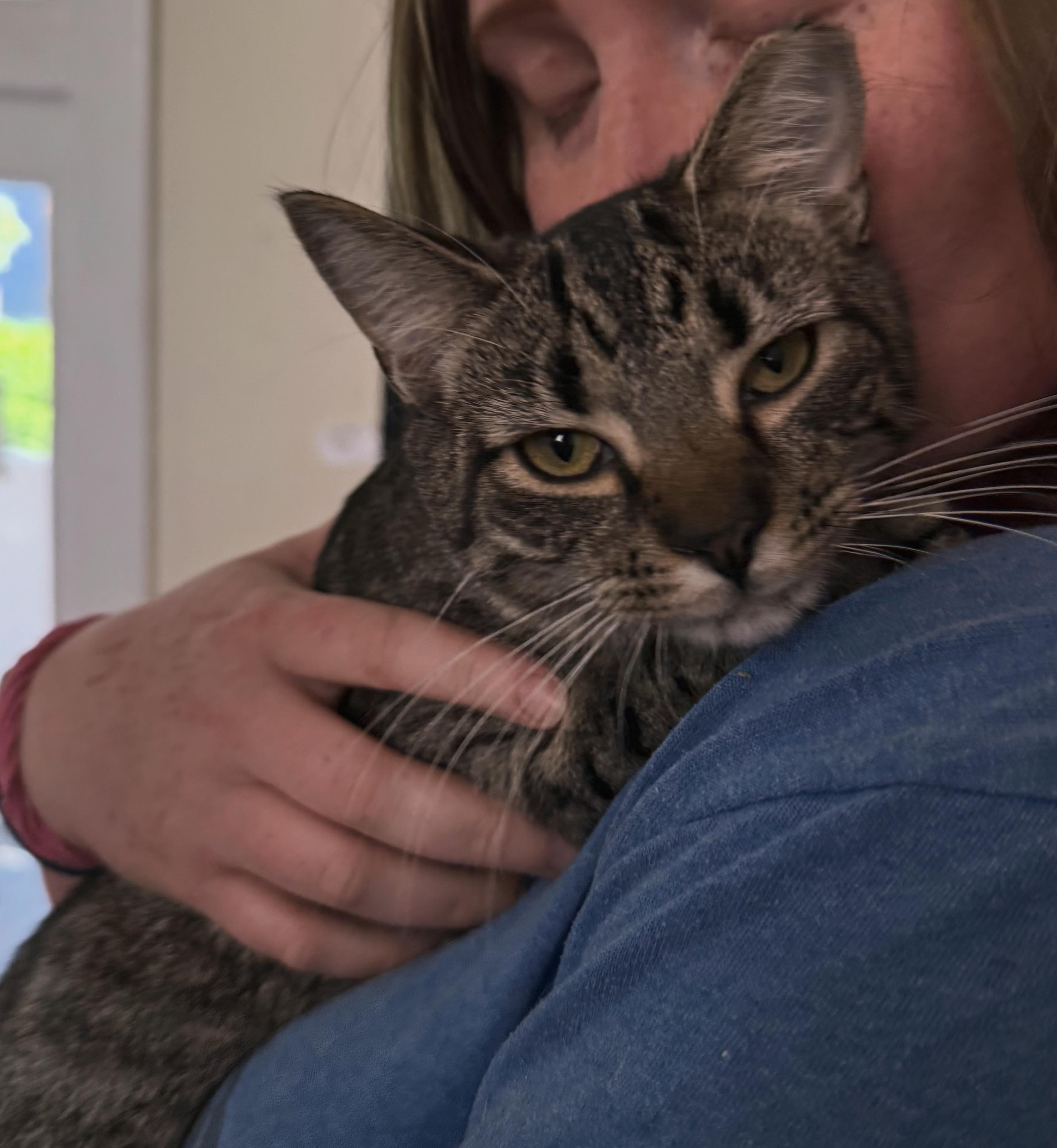 Enlarge Trixie the Pixie, an adopted Domestic Short Hair in Berkeley Springs, WV image 2/5