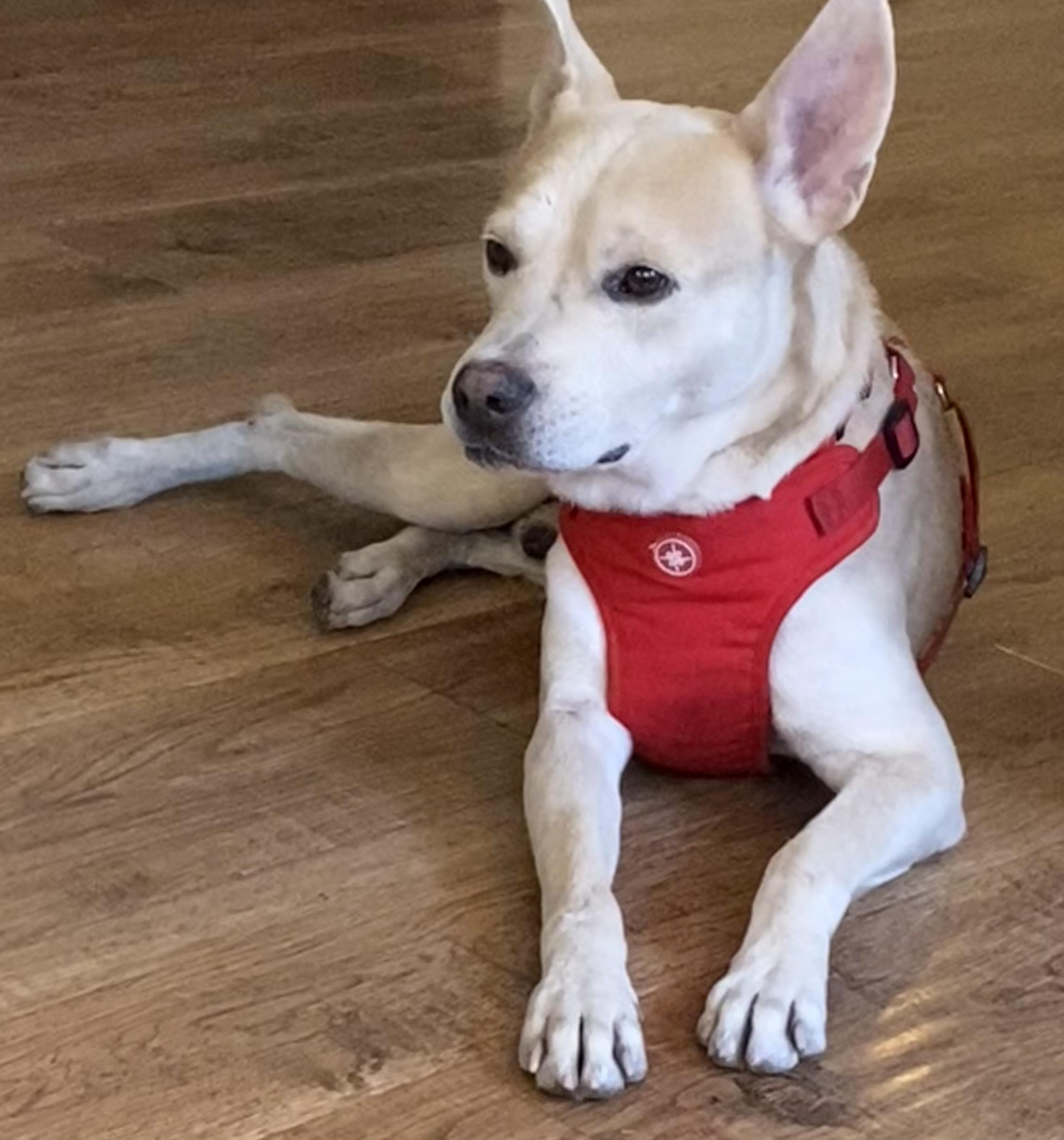 Enlarge Toothpick, a Adoptable Cattle Dog in MURRIETA, CA image 2/6