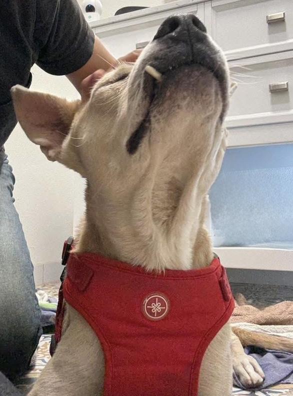 Enlarge Toothpick, a Adoptable Cattle Dog in MURRIETA, CA image 4/6