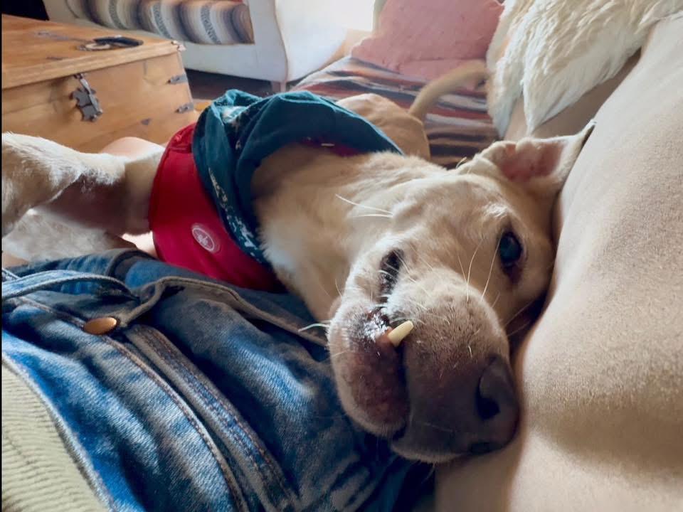 Enlarge Toothpick, a Adoptable Cattle Dog in MURRIETA, CA image 5/6