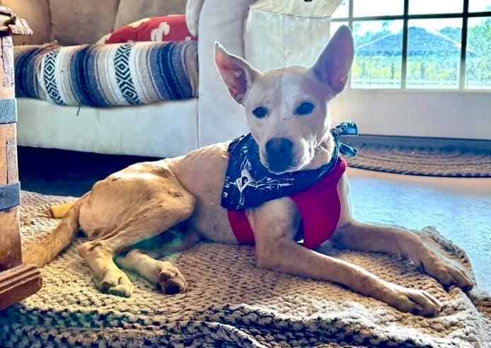 Enlarge Toothpick, a Adoptable Cattle Dog in MURRIETA, CA image 1/6