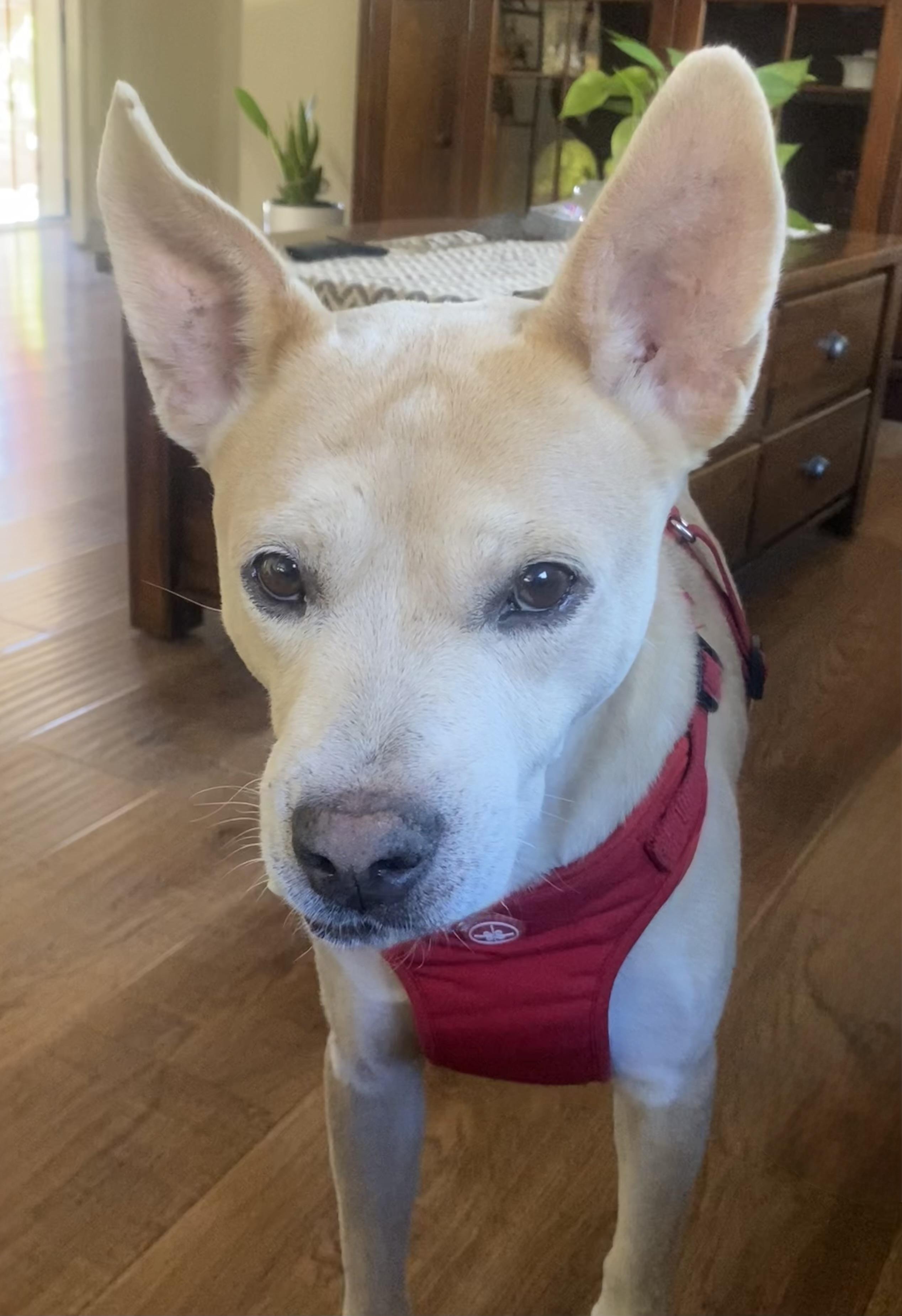Enlarge Toothpick, a Adoptable Cattle Dog in MURRIETA, CA image 3/6