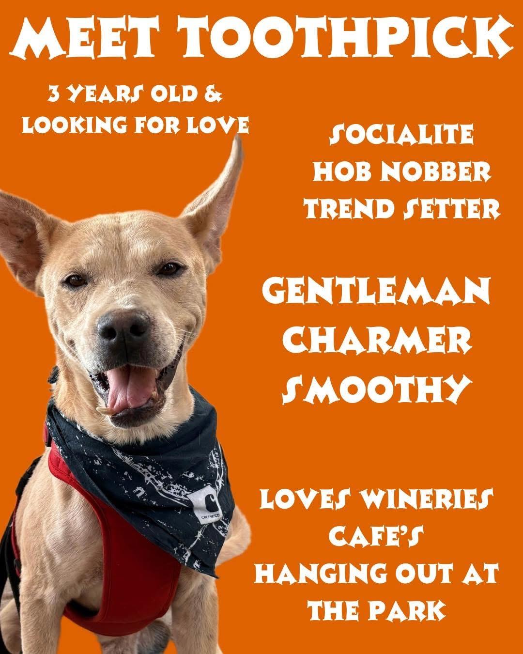 Enlarge Toothpick, a Adoptable Cattle Dog in MURRIETA, CA image 6/6