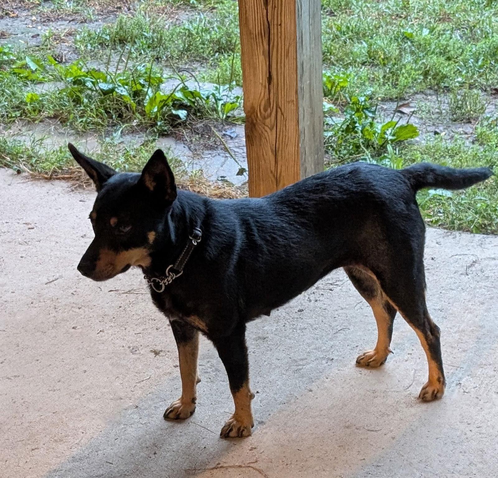 Donna Lou Who, Adoptable, Adult Female Cattle Dog.