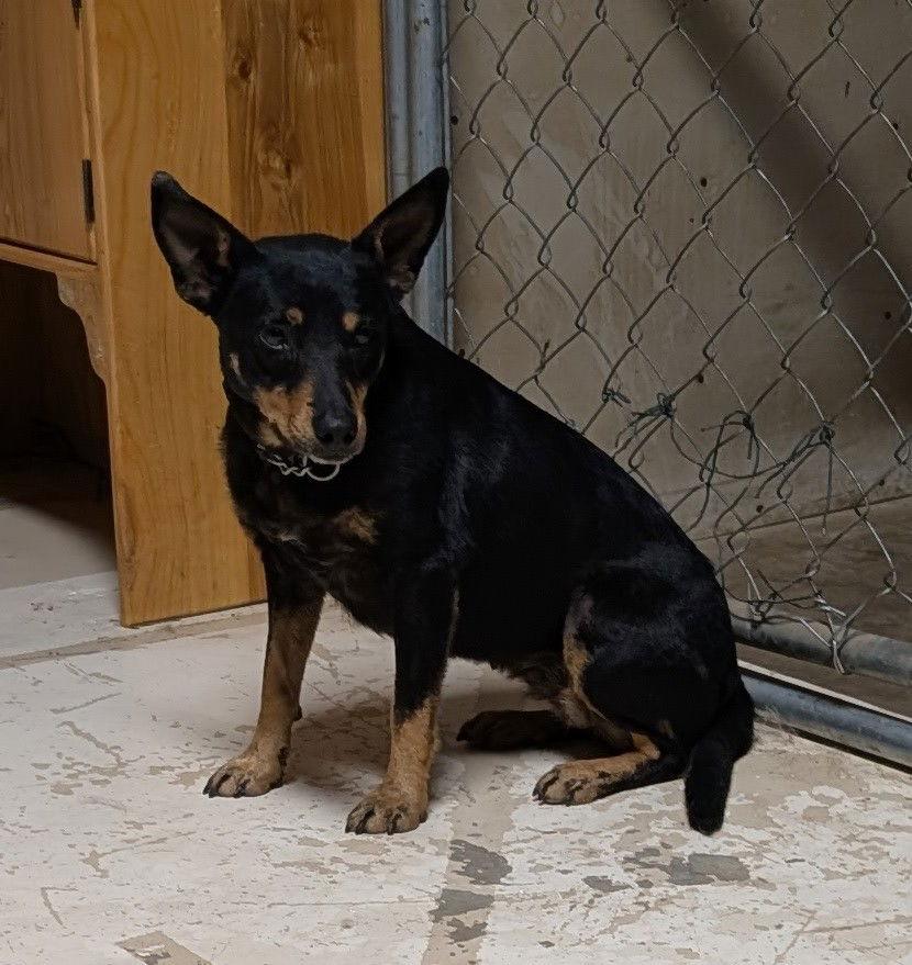 Enlarge Donna Lou Who, a Adoptable Cattle Dog in West Des Moines, IA image 4/4