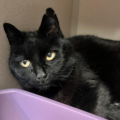 Winnie, Adoptable, Adult Female Domestic Short Hair & Domestic Short Hair.