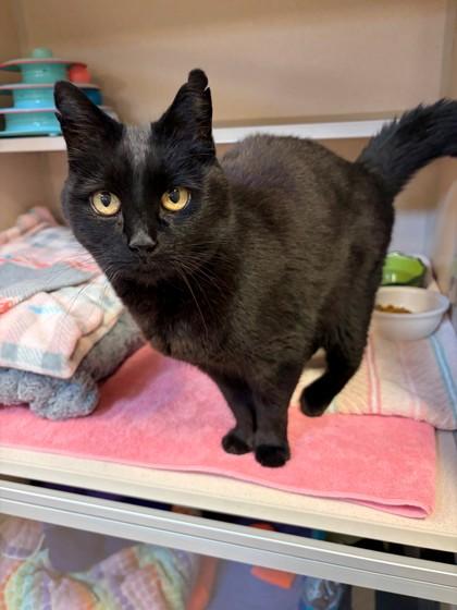 Enlarge Winnie, a Adoptable mixed breed in New Hope, PA image 2/3