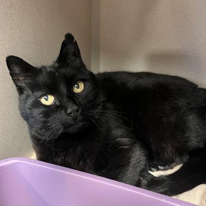 Enlarge Winnie, a Adoptable mixed breed in New Hope, PA image 3/3