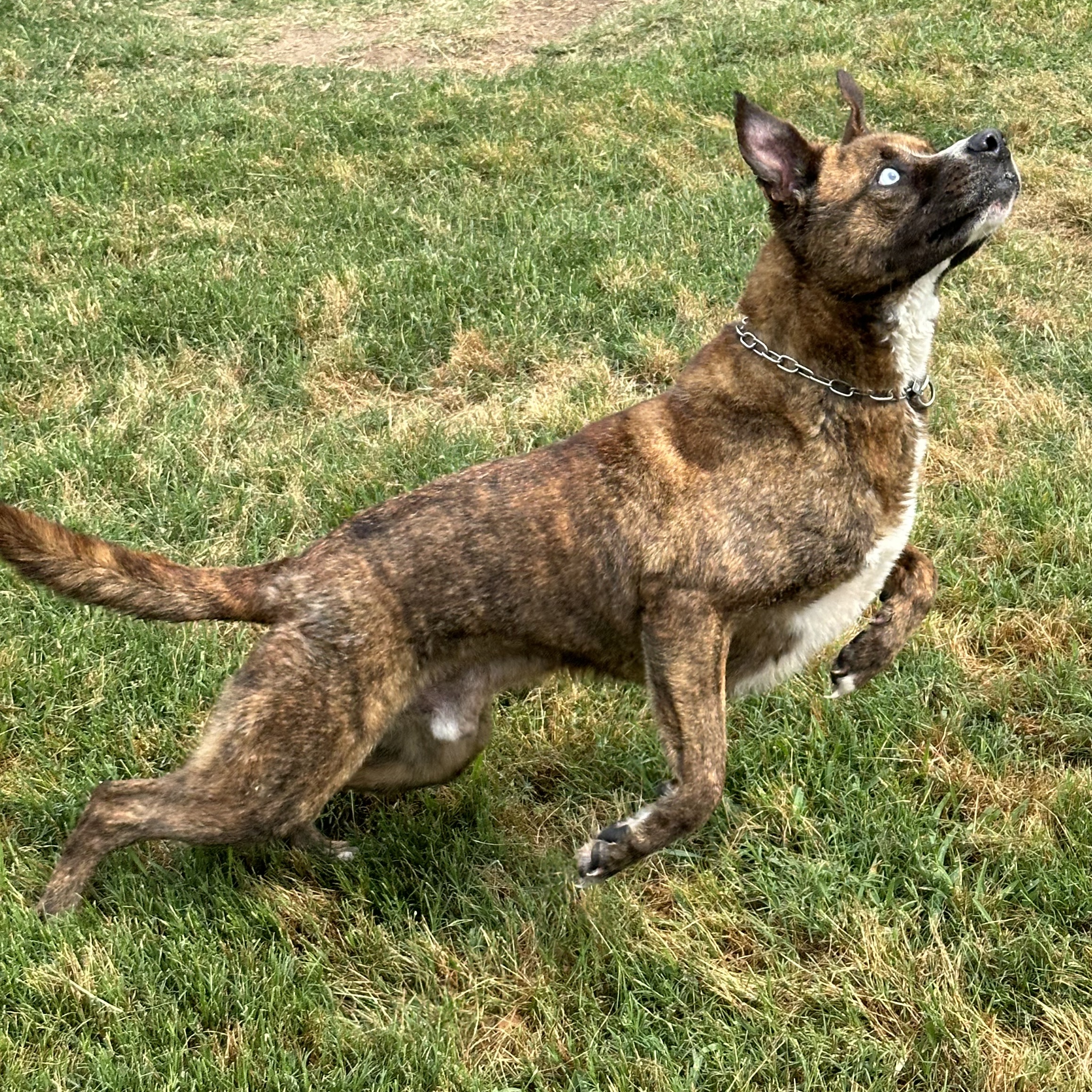 Beaux, a Adoptable mixed breed in Houston, TX image 2/6