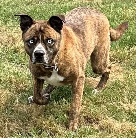 Beaux, a Adoptable mixed breed in Houston, TX image 3/6
