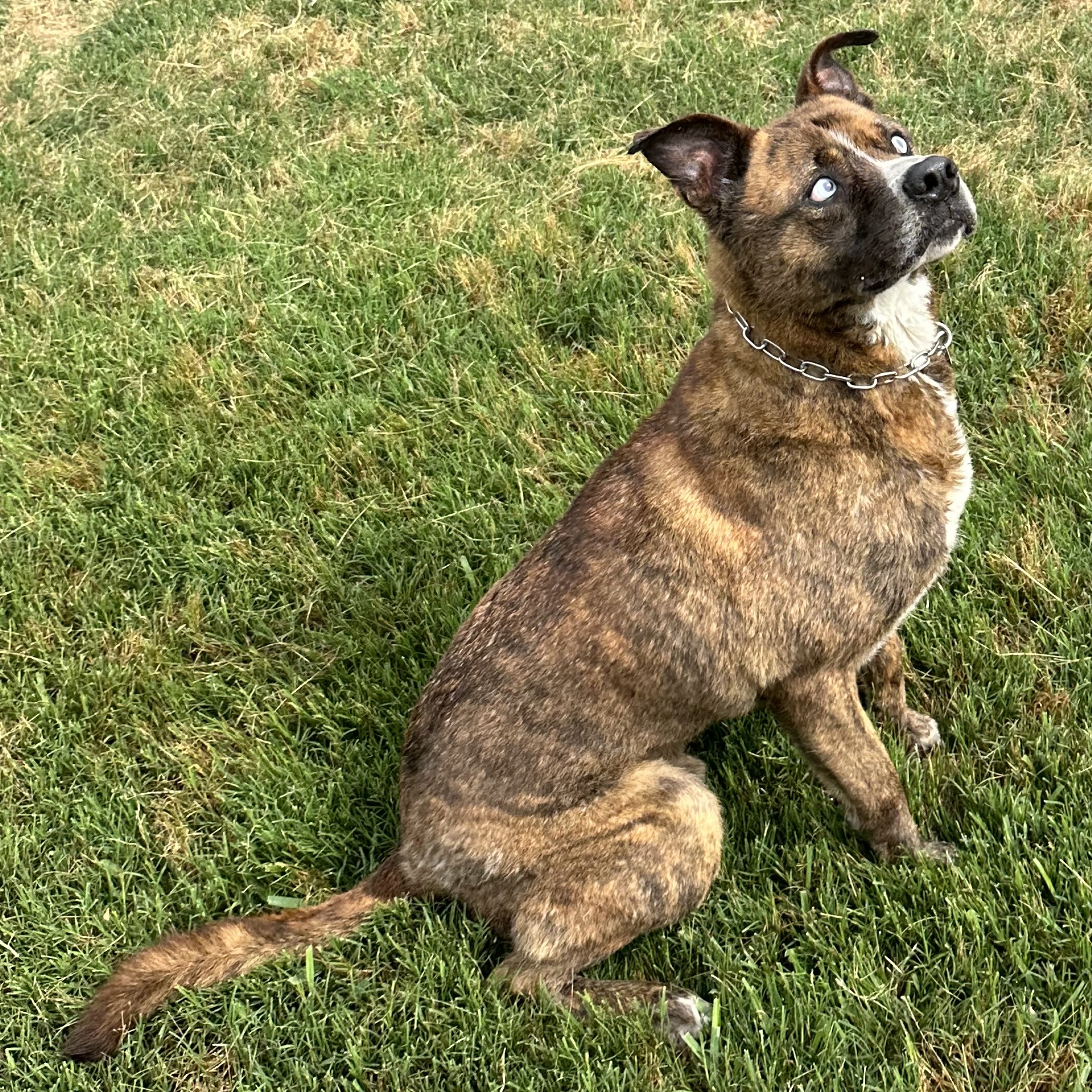 Beaux, a Adoptable mixed breed in Houston, TX image 4/6