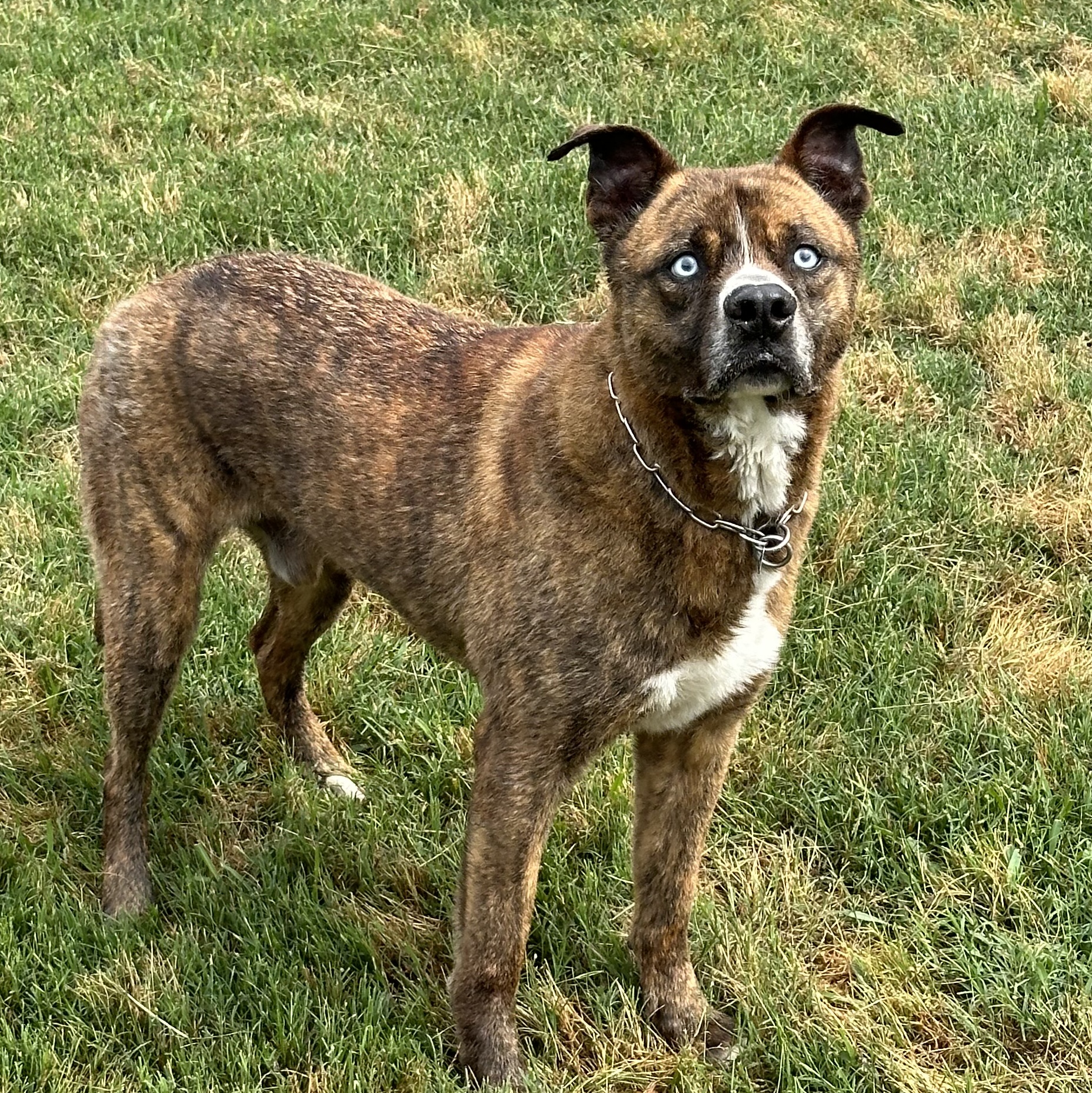 Beaux, Adoptable, Adult Male Staffordshire Bull Terrier.