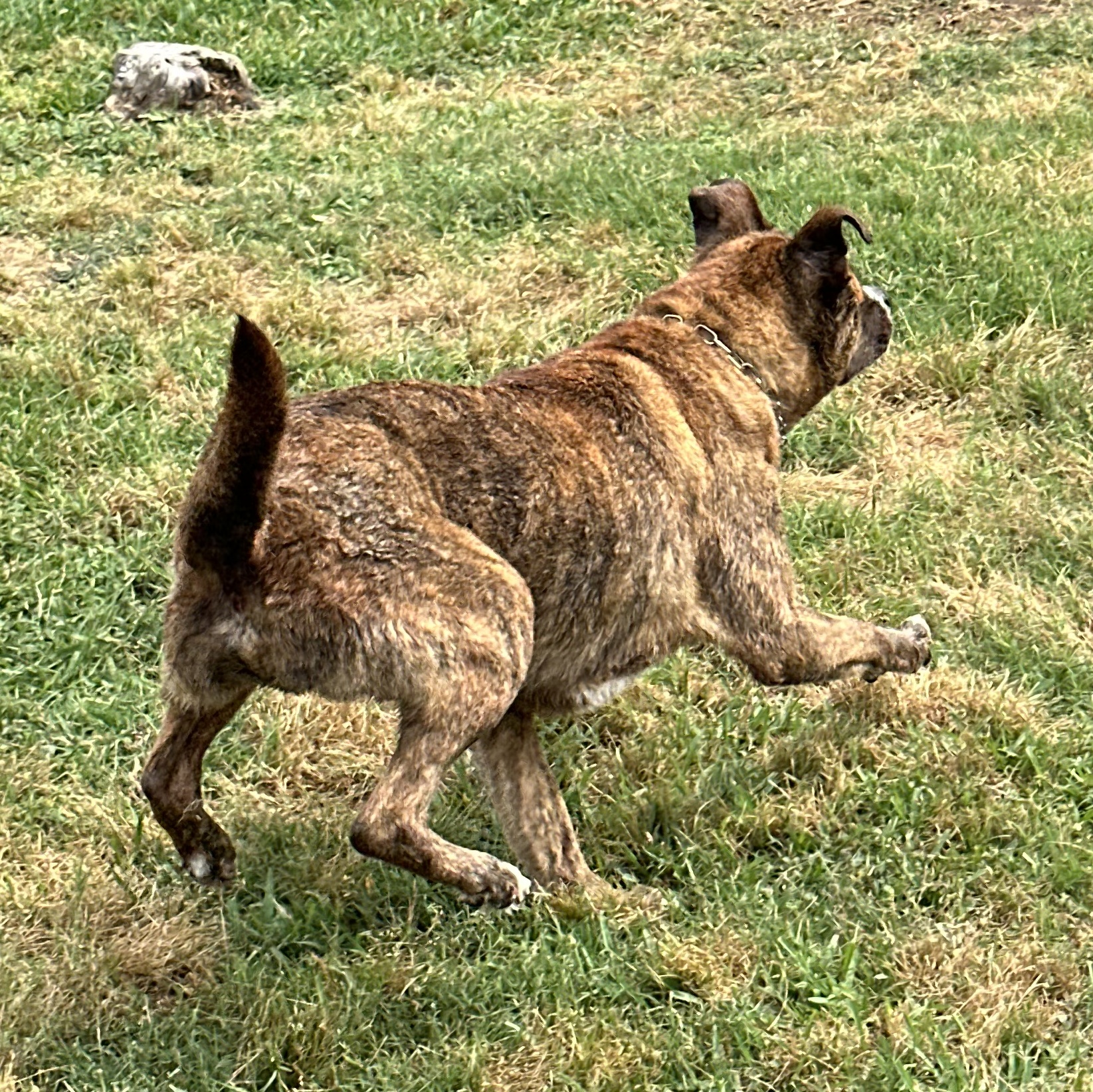 Beaux, a Adoptable mixed breed in Houston, TX image 5/6