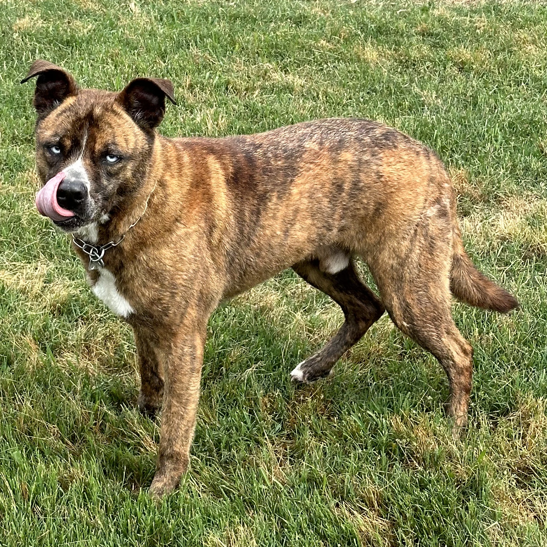 Beaux, a Adoptable mixed breed in Houston, TX image 6/6