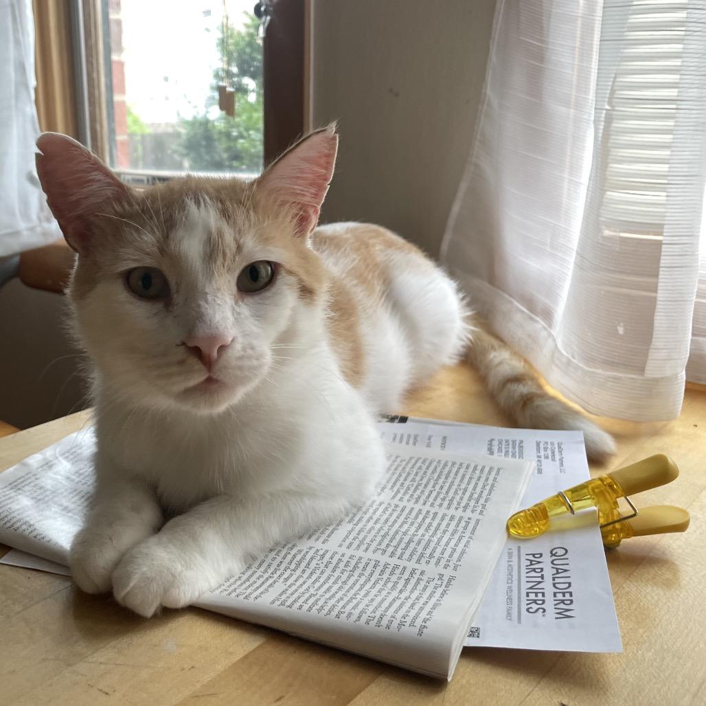 Dante, a Adoptable Domestic Short Hair in Evanston, IL image 1/6