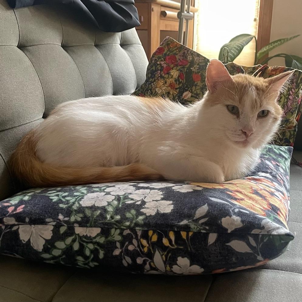 Dante, Adoptable, Adult Male Domestic Short Hair.