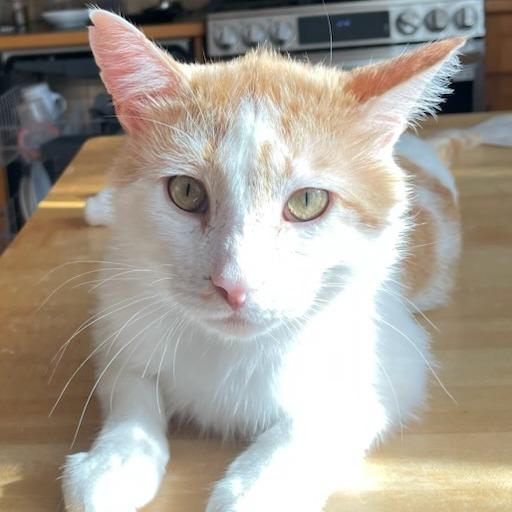 Dante, a Adoptable Domestic Short Hair in Evanston, IL image 3/6