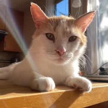 Dante, a Adoptable Domestic Short Hair in Evanston, IL image 4/6