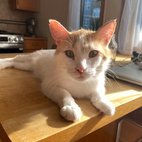 Dante, a Adoptable Domestic Short Hair in Evanston, IL image 5/6