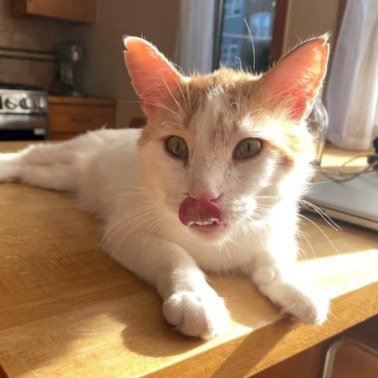 Dante, a Adoptable Domestic Short Hair in Evanston, IL image 6/6
