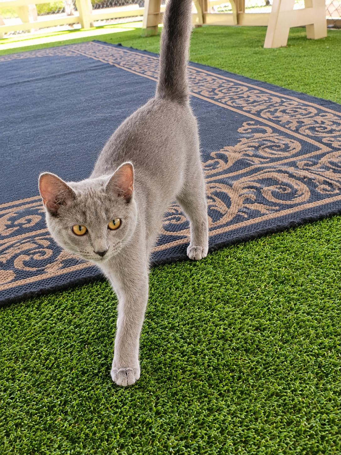 Enlarge Calypso, a Adopted Domestic Short Hair in Carthage, NC image 2/3