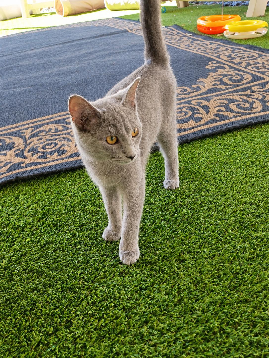 Enlarge Calypso, a Adopted Domestic Short Hair in Carthage, NC image 3/3