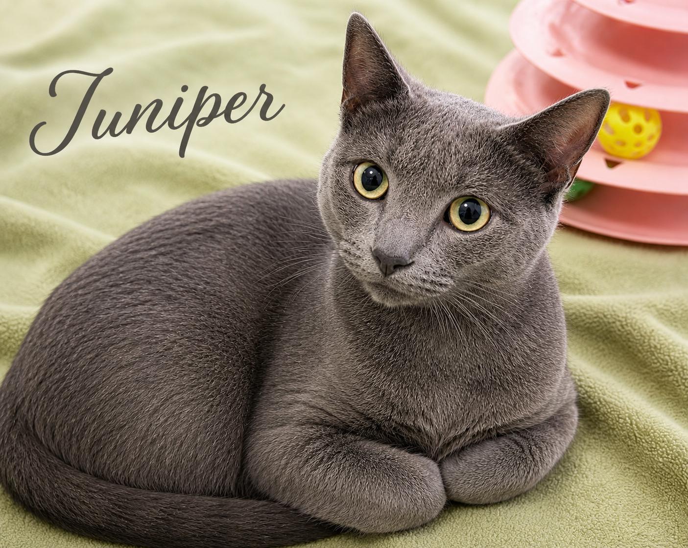 Juniper , ADOPTABLE, Young Female Russian Blue & Domestic Short Hair.
