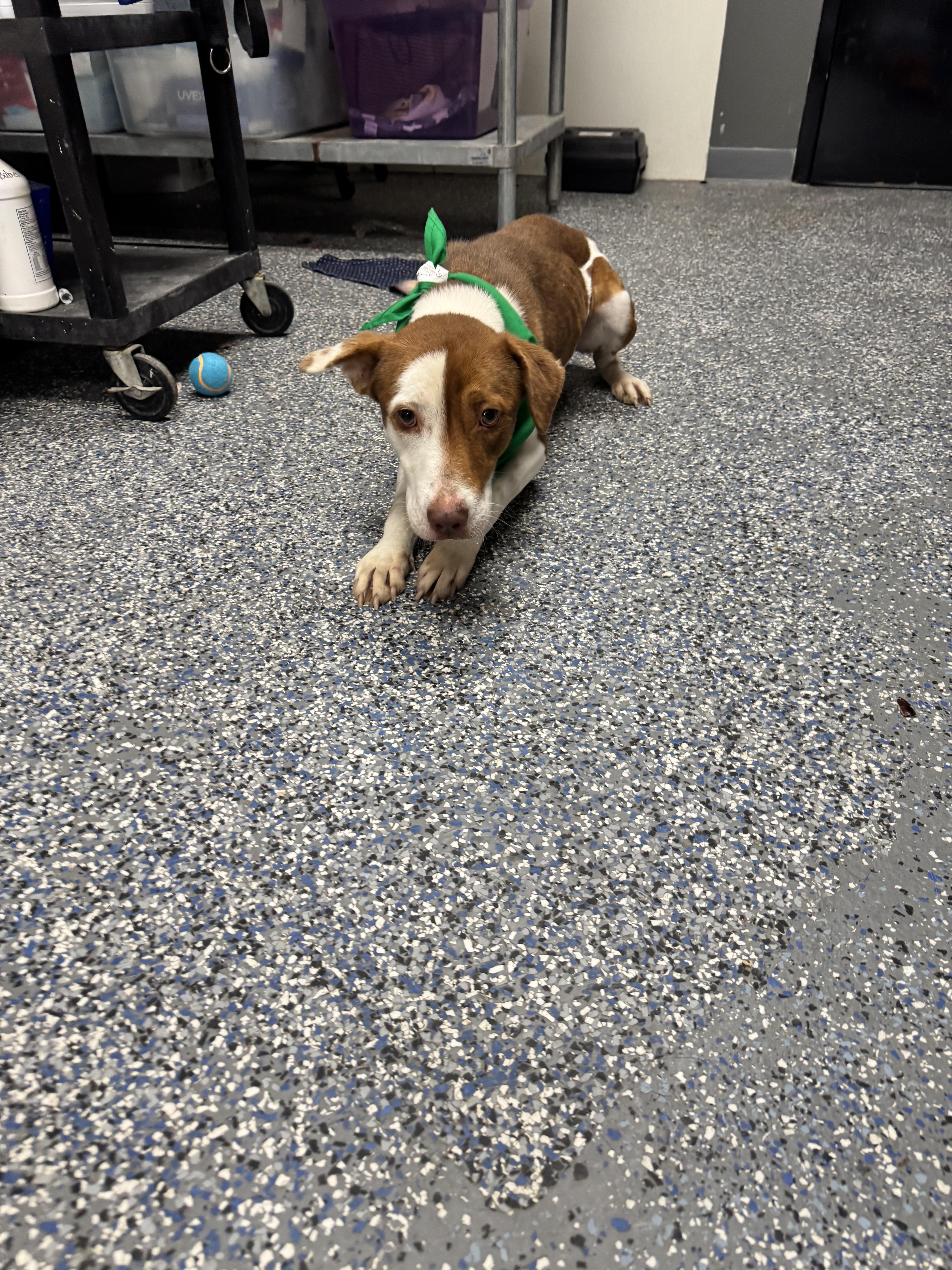 Enlarge Clyde , a ADOPTABLE mixed breed in Elizabethtown, NC image 1/1