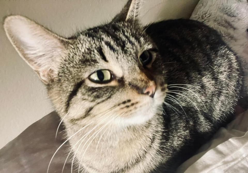 Ramona, Adoptable, Young Female Tabby & Domestic Short Hair.