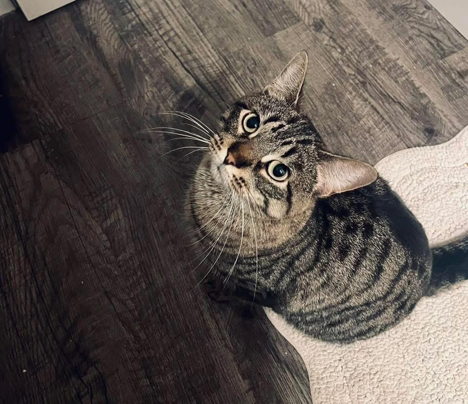 Enlarge Ramona, a Adoptable mixed breed in Poplar Grove, IL image 1/6