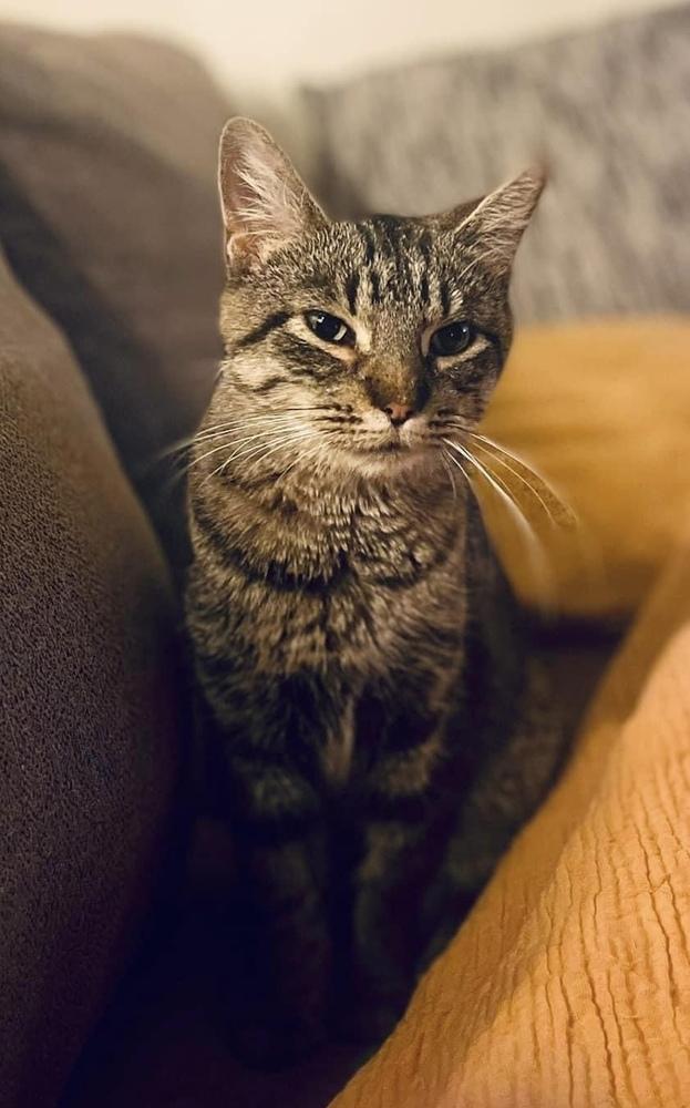 Ramona, Adoptable, Young Female Tabby & Domestic Short Hair.