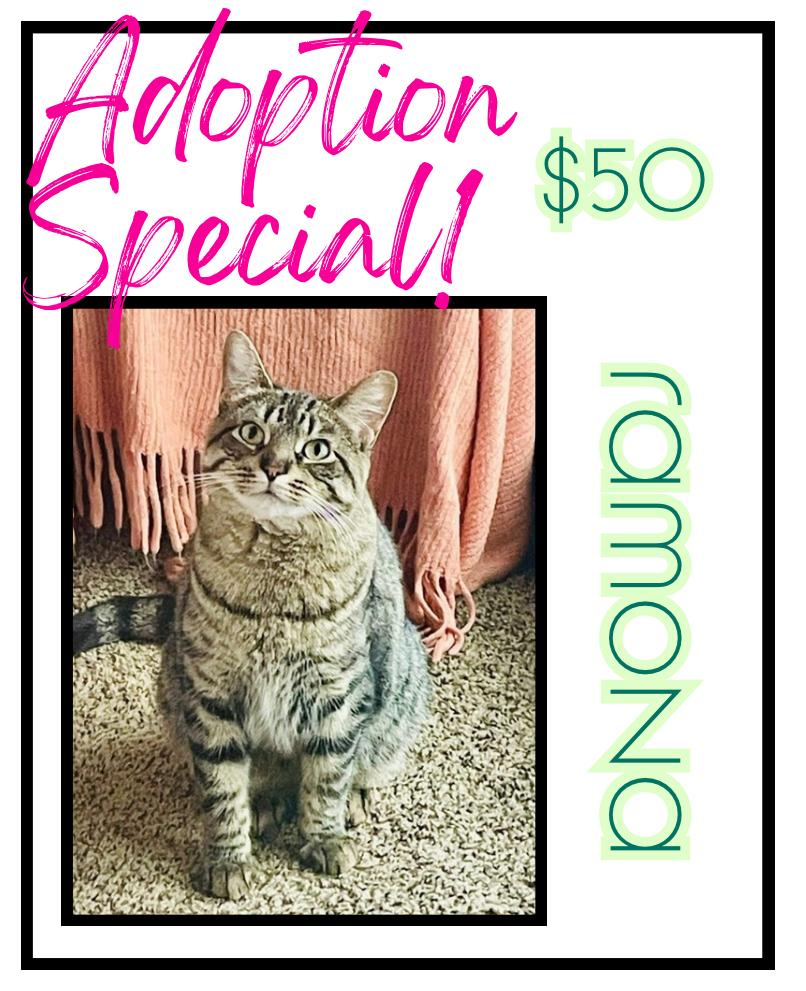 Enlarge Ramona, a Adoptable mixed breed in Poplar Grove, IL image 3/6