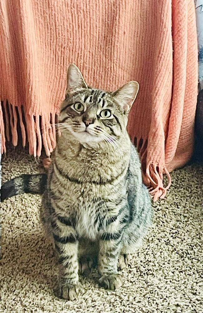 Enlarge Ramona, a Adoptable mixed breed in Poplar Grove, IL image 4/6