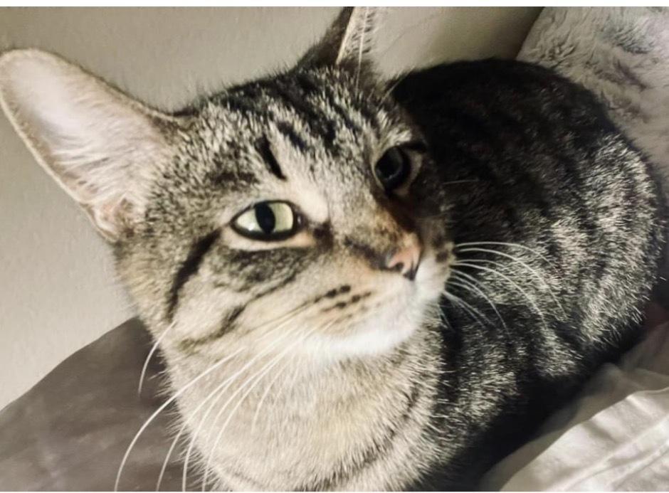 Enlarge Ramona, a Adoptable mixed breed in Poplar Grove, IL image 2/6