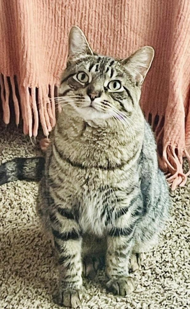 Enlarge Ramona, a Adoptable mixed breed in Poplar Grove, IL image 3/6